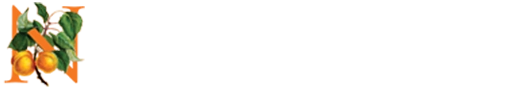 N logo Website Building Services